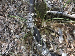 Cyperus nashii