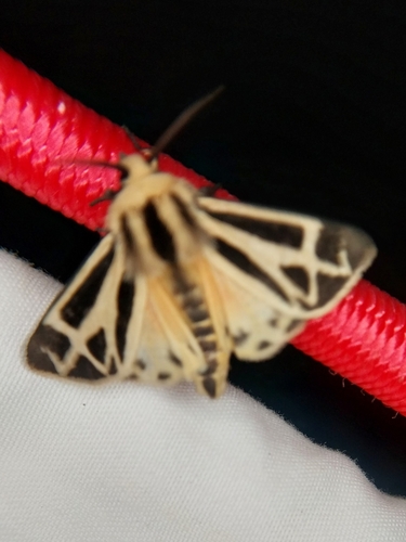 Charlotte's Tiger Moth photo 4