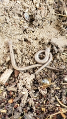 Batrachoseps gregarius