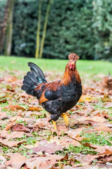 Gallus gallus domesticus