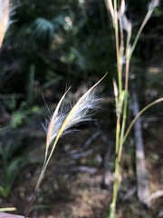 Andropogon