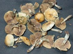 Psilocybe ovoideocystidiata