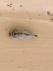 Megalopyge opercularis