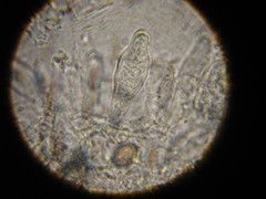 Psilocybe ovoideocystidiata