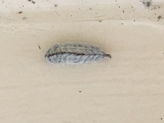 Megalopyge opercularis