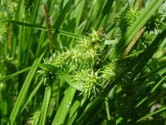 Carex viridula