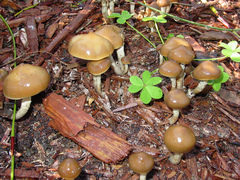Psilocybe ovoideocystidiata