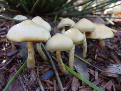 Psilocybe ovoideocystidiata
