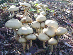 Psilocybe ovoideocystidiata