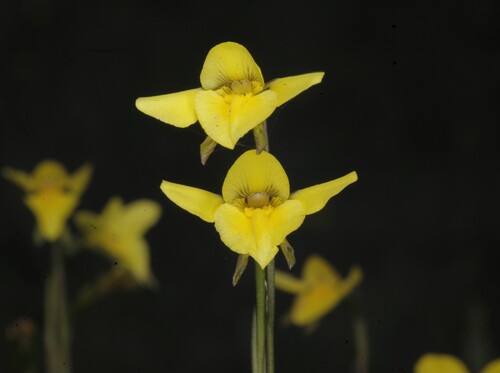 highland golden moths (Diuris monticola)