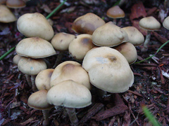 Psilocybe ovoideocystidiata