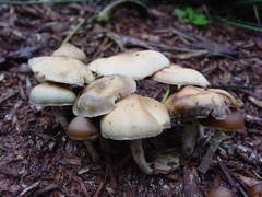 Psilocybe ovoideocystidiata