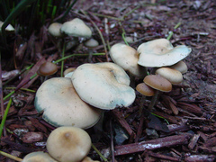 Psilocybe ovoideocystidiata