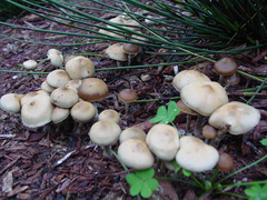 Psilocybe ovoideocystidiata