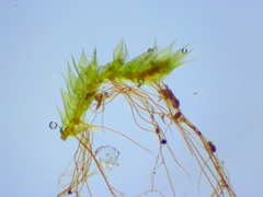 Sematophyllaceae