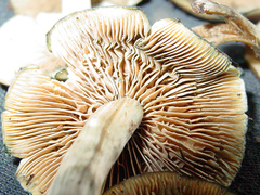 Psilocybe ovoideocystidiata