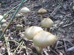 Psilocybe ovoideocystidiata