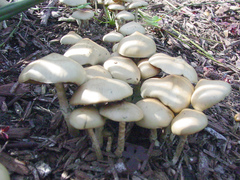 Psilocybe ovoideocystidiata