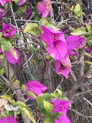 Bougainvillea
