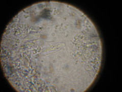 Psilocybe ovoideocystidiata