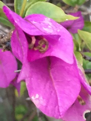 Bougainvillea