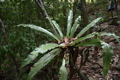 Thamnopteris
