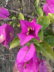 Bougainvillea