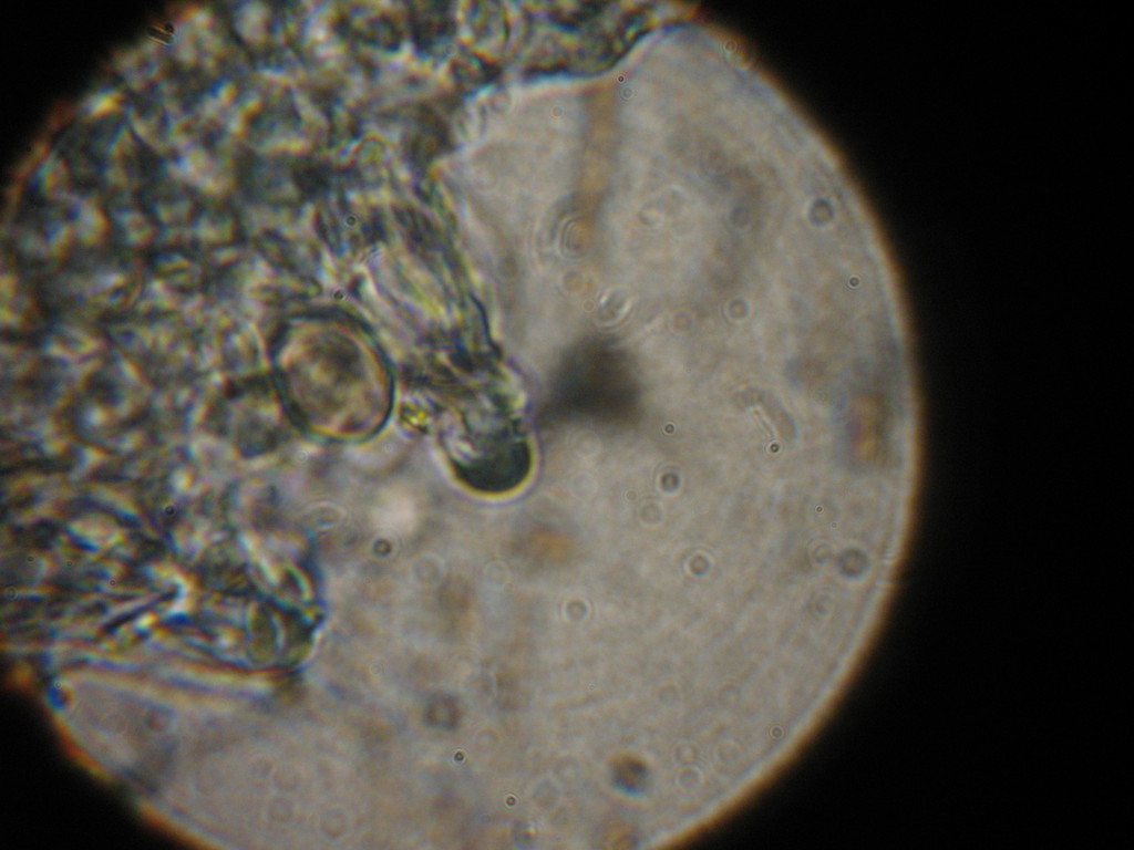 Psilocybe ovoideocystidiata image