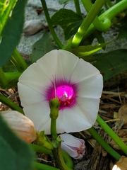 Ipomoea batatas