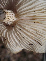Melanoleuca verrucipes