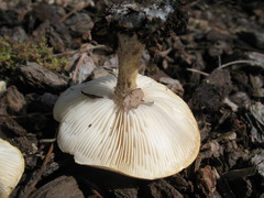 Melanoleuca verrucipes