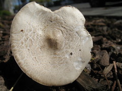 Melanoleuca verrucipes