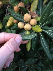 Pittosporum