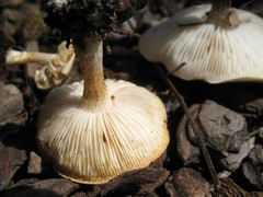 Melanoleuca verrucipes