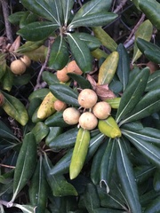 Pittosporum