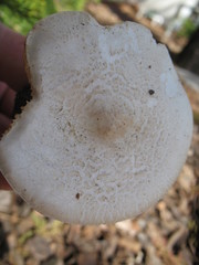 Melanoleuca verrucipes