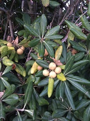 Pittosporum