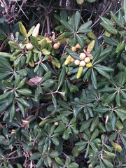 Pittosporum