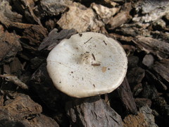Melanoleuca verrucipes