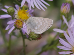 Satyrium semiluna
