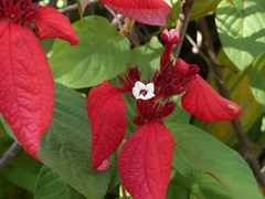Mussaenda erythrophylla