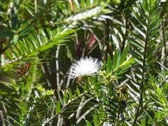 Metrosideros operculata