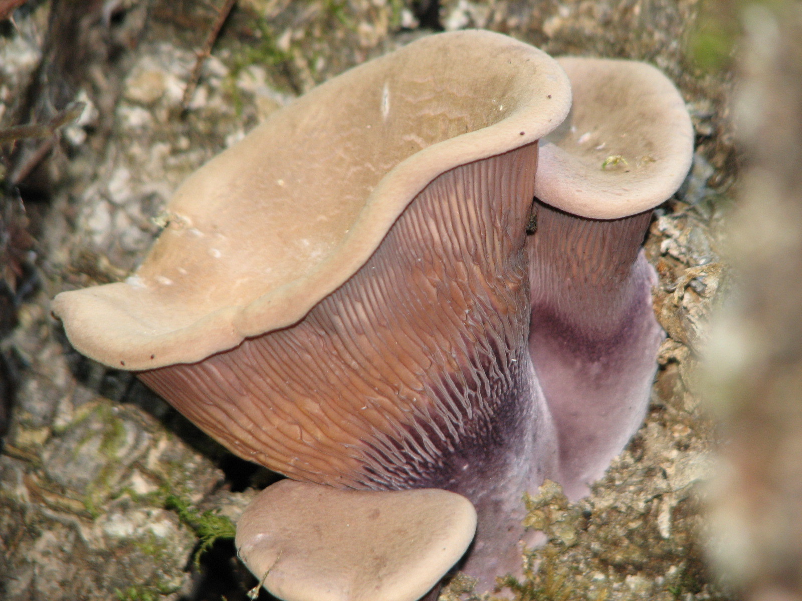 Panus conchatus image