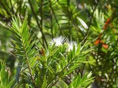 Metrosideros operculata