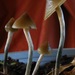 Psilocybe angulospora - Photo (c) Alan Rockefeller, some rights reserved (CC BY), uploaded by Alan Rockefeller