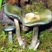 Psychedelic Ovoid Mushroom - Photo (c) Alan Rockefeller, some rights reserved (CC BY), uploaded by Alan Rockefeller