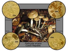 Psilocybe arcana