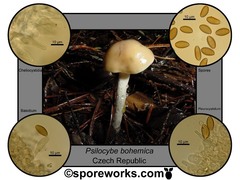 Psilocybe bohemica