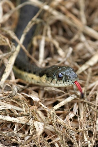 Two-striped Garter Snake