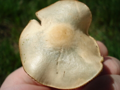 Psilocybe ovoideocystidiata
